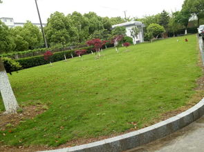 上海草坪种植修剪绿化养护公司 慧枫供应